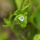 Bothriospermum tenellum