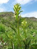 род Pedicularis