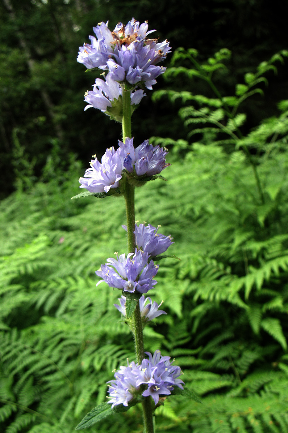 Image of Campanula cervicaria specimen.