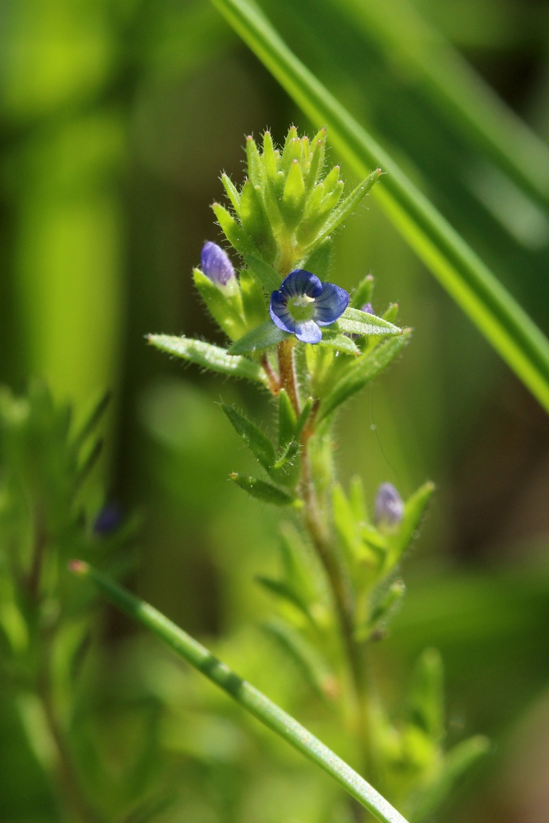 Image of Veronica arvensis specimen.