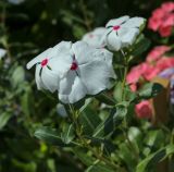 Catharanthus roseus. Верхушка цветущего растения. Татарстан, Агрызский р-н, с. Красный Бор, цветник. 10.08.2025.