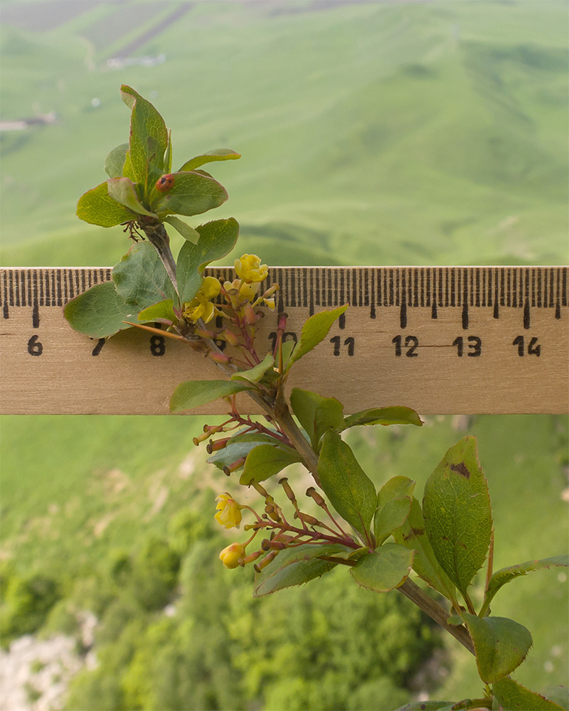 Изображение особи Berberis vulgaris.