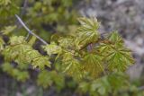 Acer platanoides. Листья. Турция, ил Ван, р-н Битлис, кальдера Немрут, перешеек между оз. Немрут и оз. Ылы, лес. 21 мая 2025 г.
