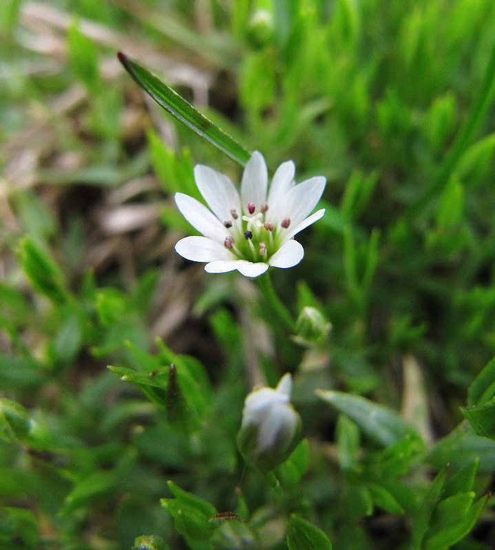 Image of Stellaria crassifolia specimen.