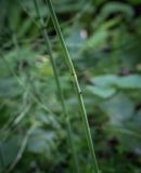 Equisetum ramosissimum