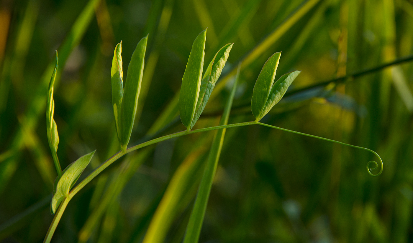 Изображение особи семейство Fabaceae.