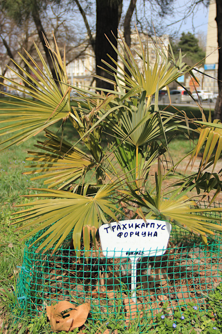 Изображение особи Trachycarpus fortunei.