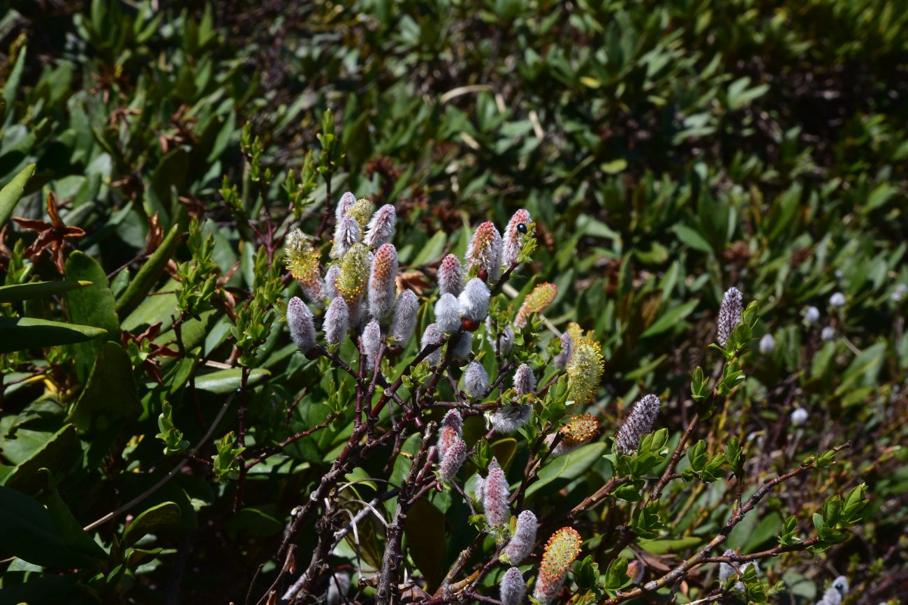 Image of genus Salix specimen.