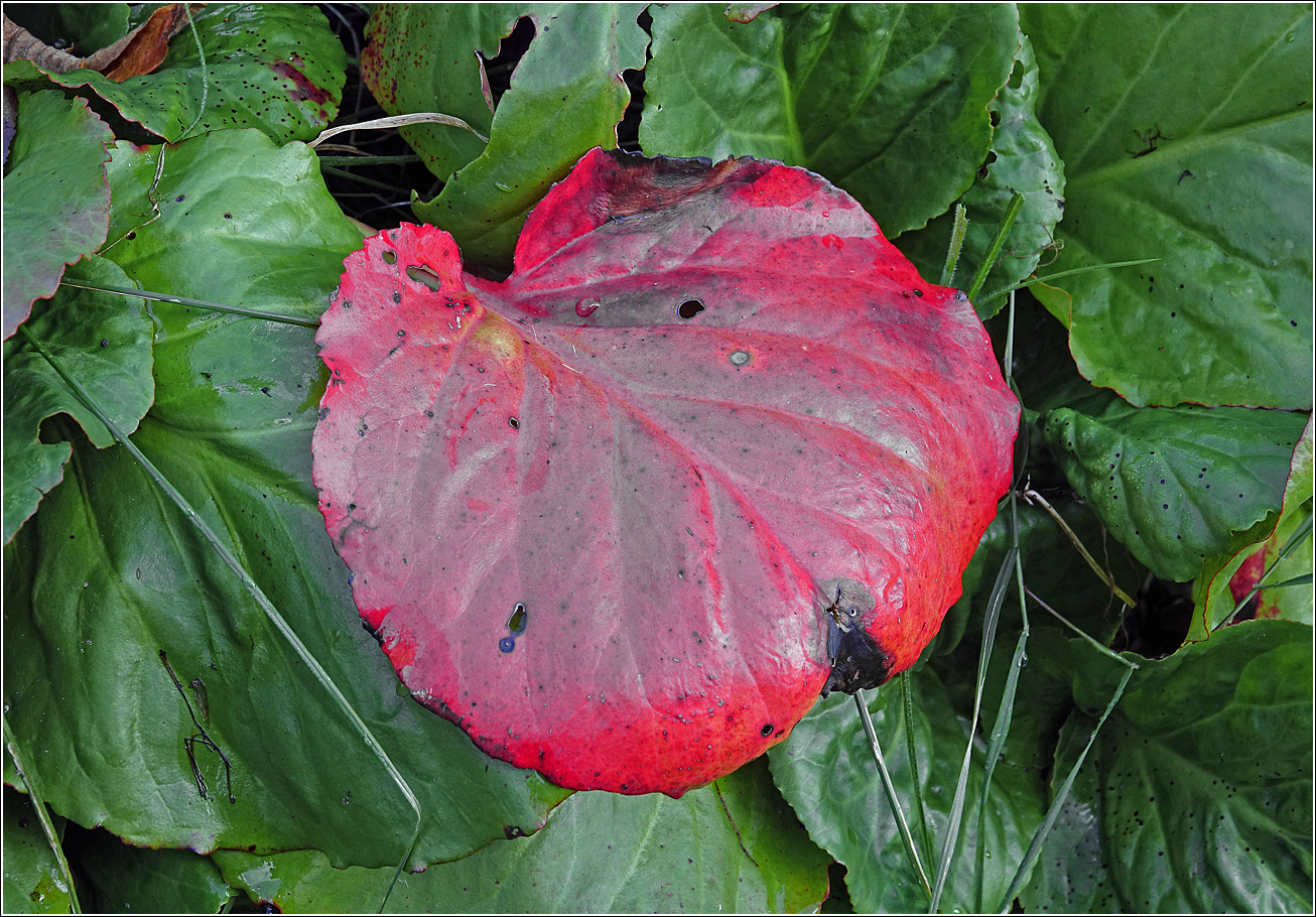 Image of Bergenia crassifolia specimen.
