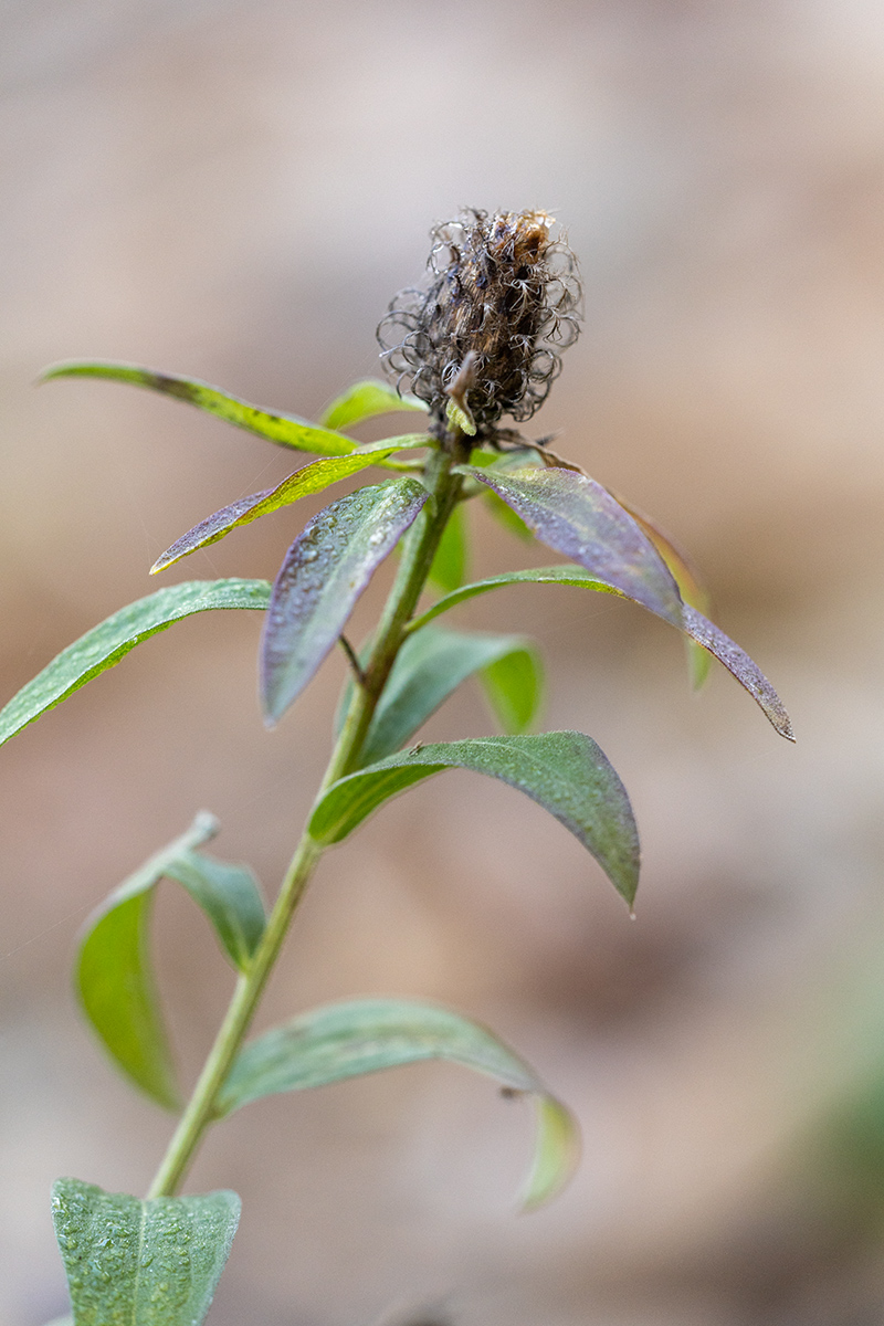 Image of Centaurea abnormis specimen.