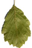 Смотреть изображение Alnus glutinosa