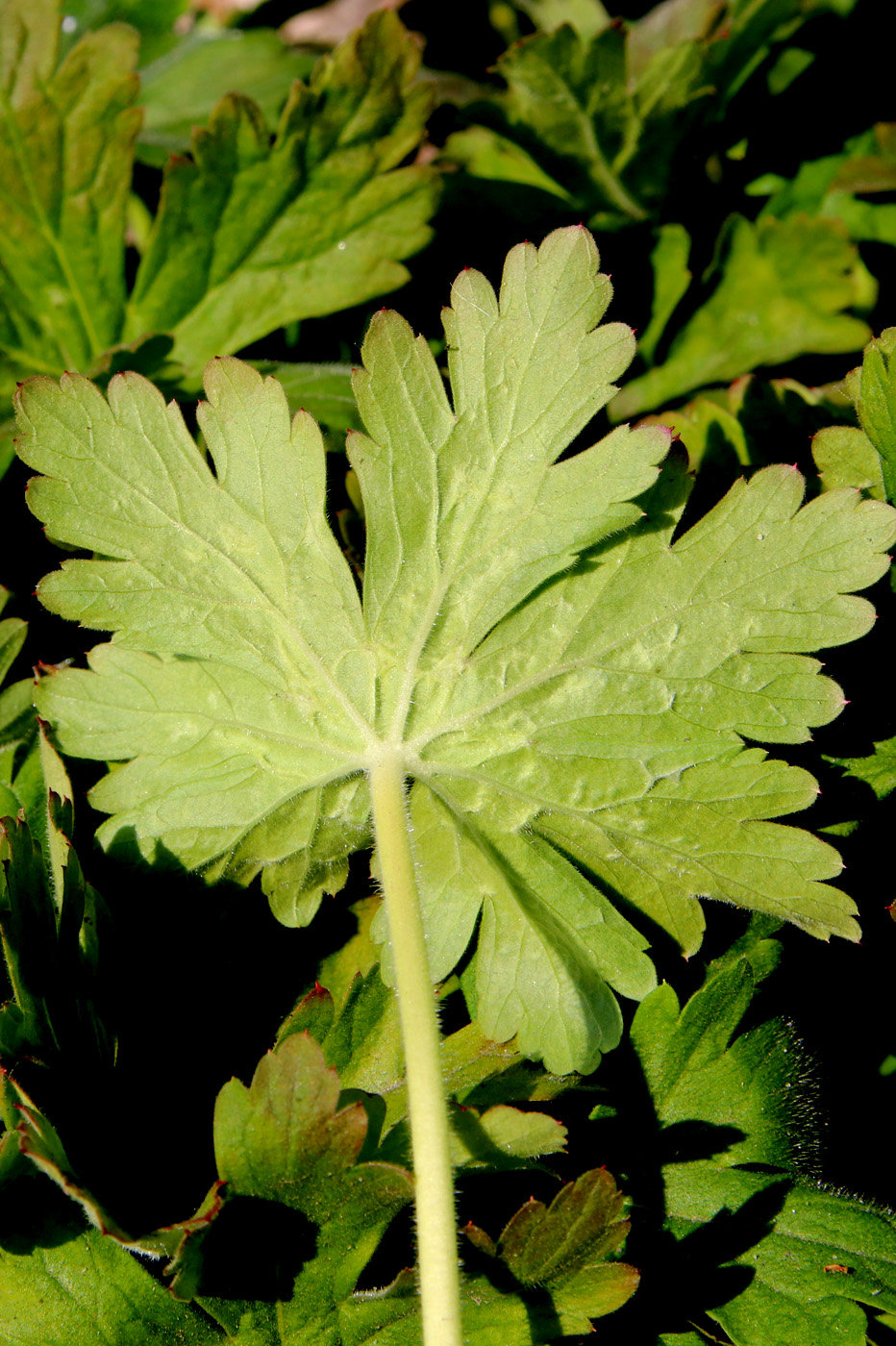 Image of Geranium macrorrhizum specimen.