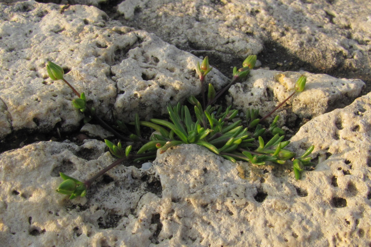 Image of Sagina maritima specimen.