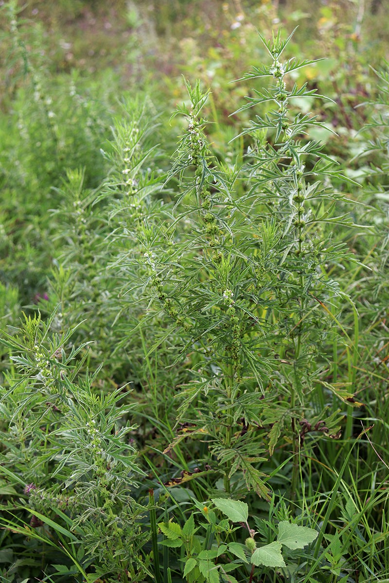 Image of Lycopus exaltatus specimen.
