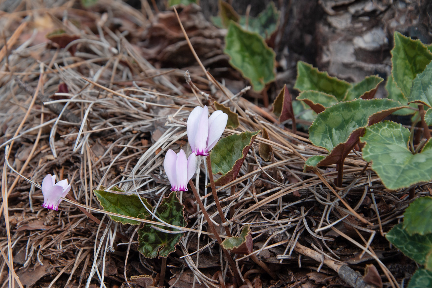 Изображение особи Cyclamen graecum ssp. anatolicum.