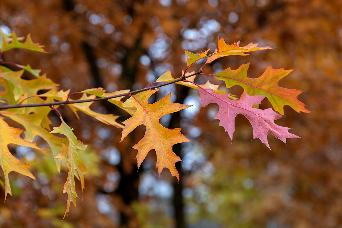 Изображение особи Quercus rubra.