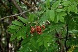 Sorbus aucuparia. Верхушка ветви с созревающим соплодием. Московская обл., Богородский гор. округ, окр. СНТ \"Купавна\", смешанный лес. 12.07.2025.
