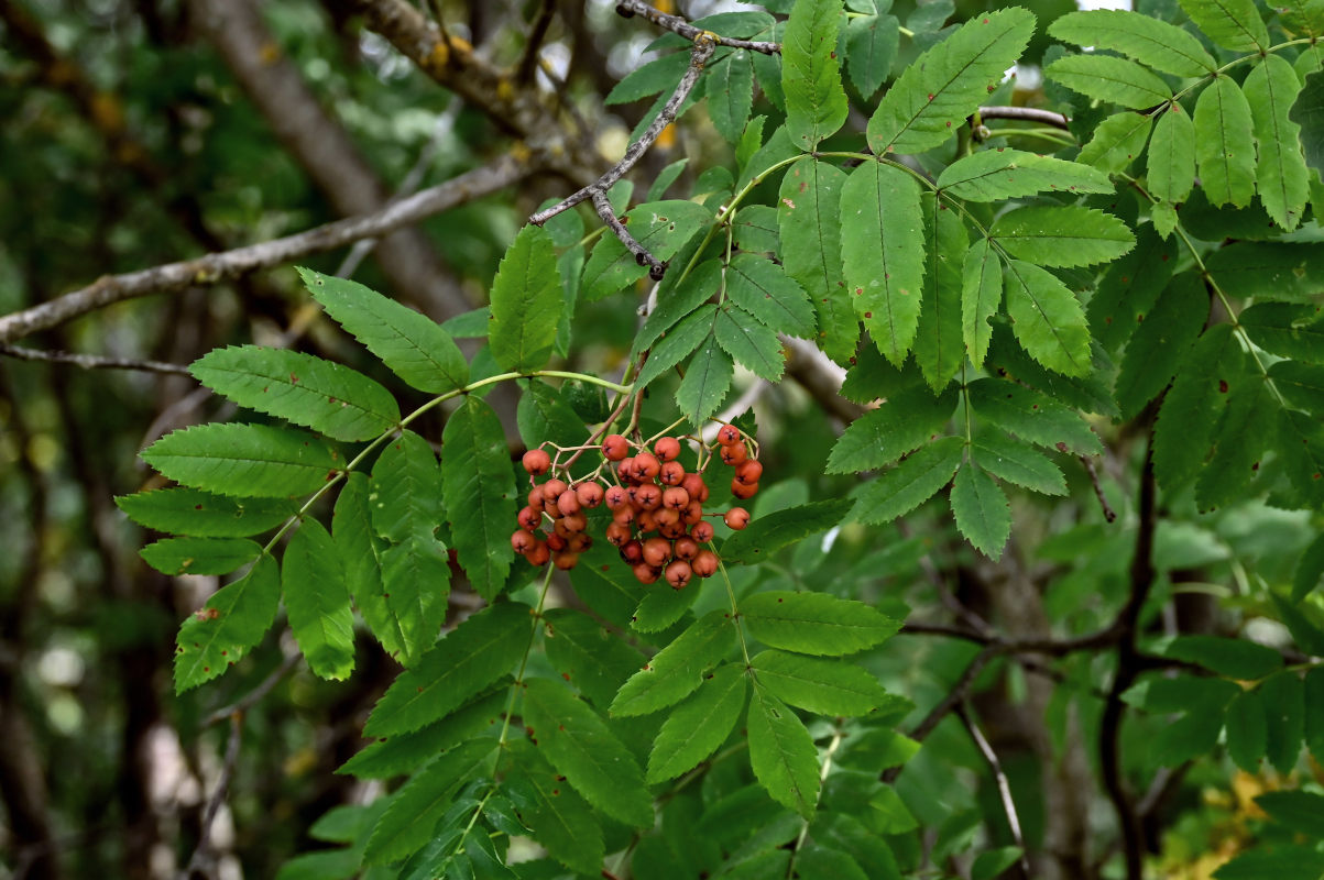 Image of Sorbus aucuparia specimen.