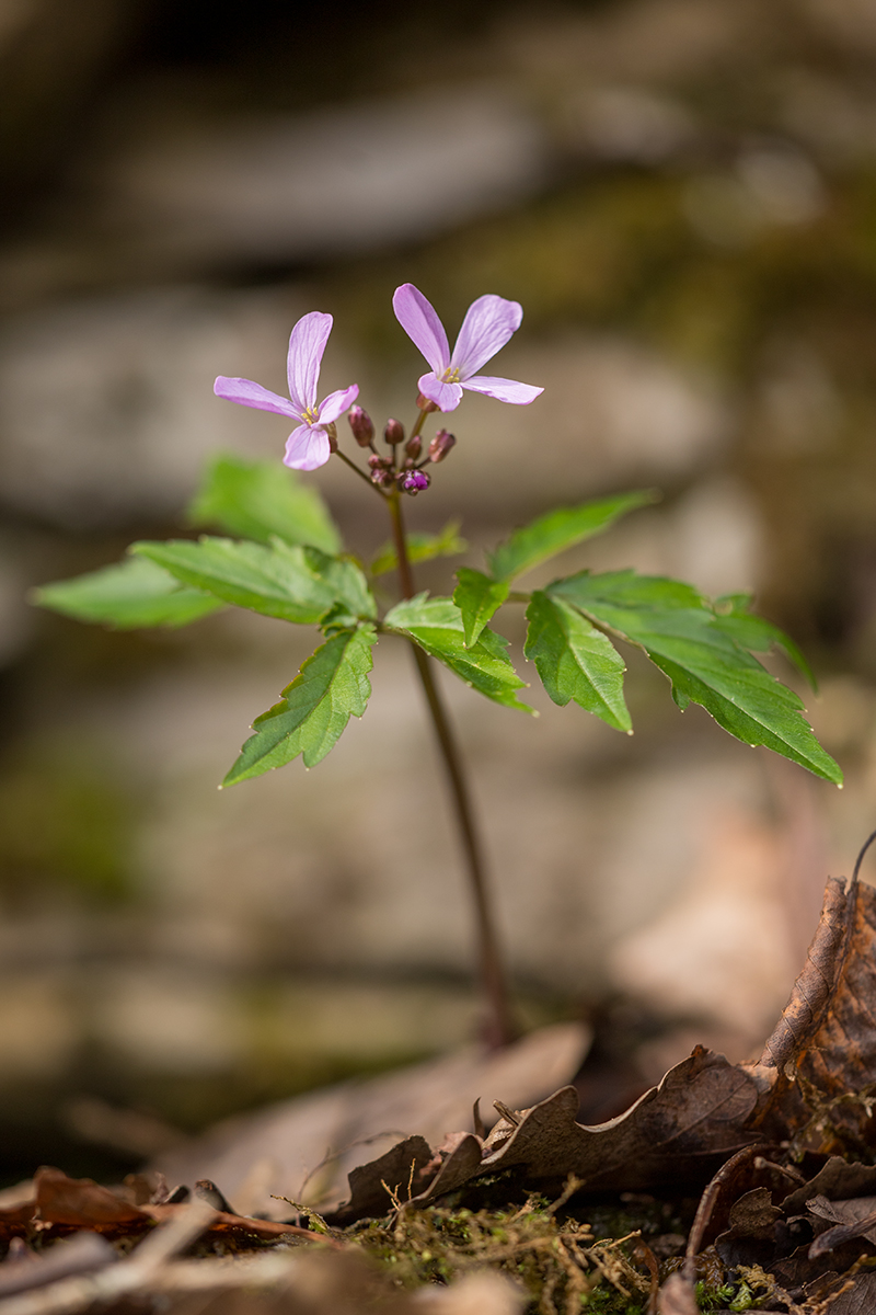 Image of Cardamine quinquefolia specimen.