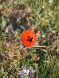 genus Papaver. Цветок. Турция, ил Битлис, окр. дер. Гёльбаши, ур. Сусузчукур, выс. 1650 м н.у.м., горная степь. 27 мая 2025 г.