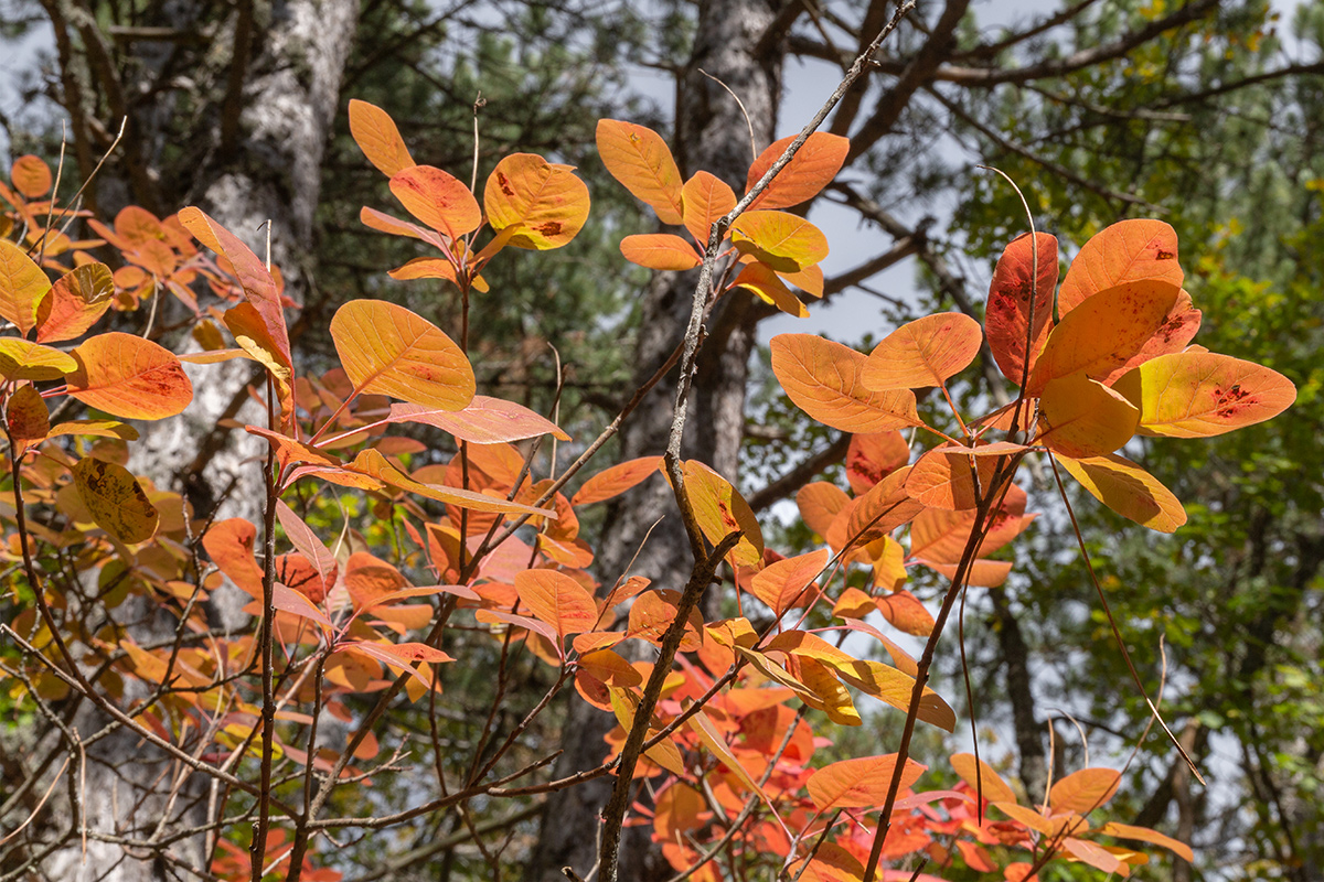 Image of Cotinus coggygria specimen.
