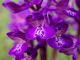 Anacamptis morio ssp. caucasica