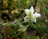 genus Helianthemum