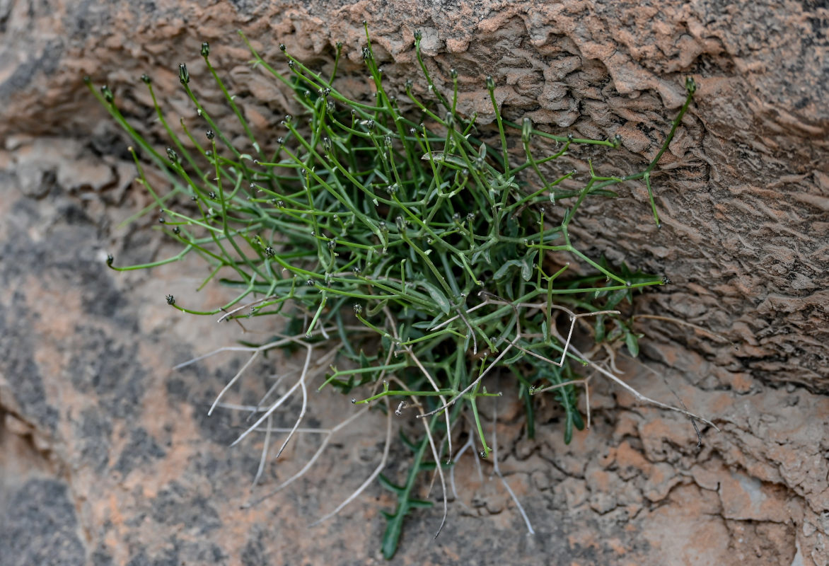 Изображение особи Scorzonera divaricata.