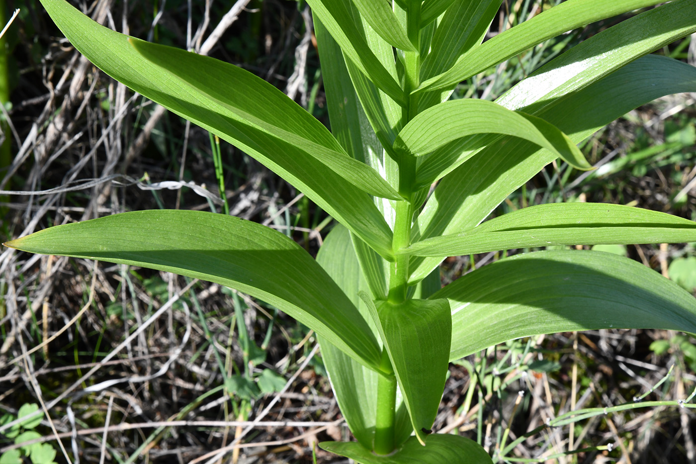 Image of Fritillaria eduardii specimen.