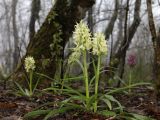 Dactylorhiza подвид georgica