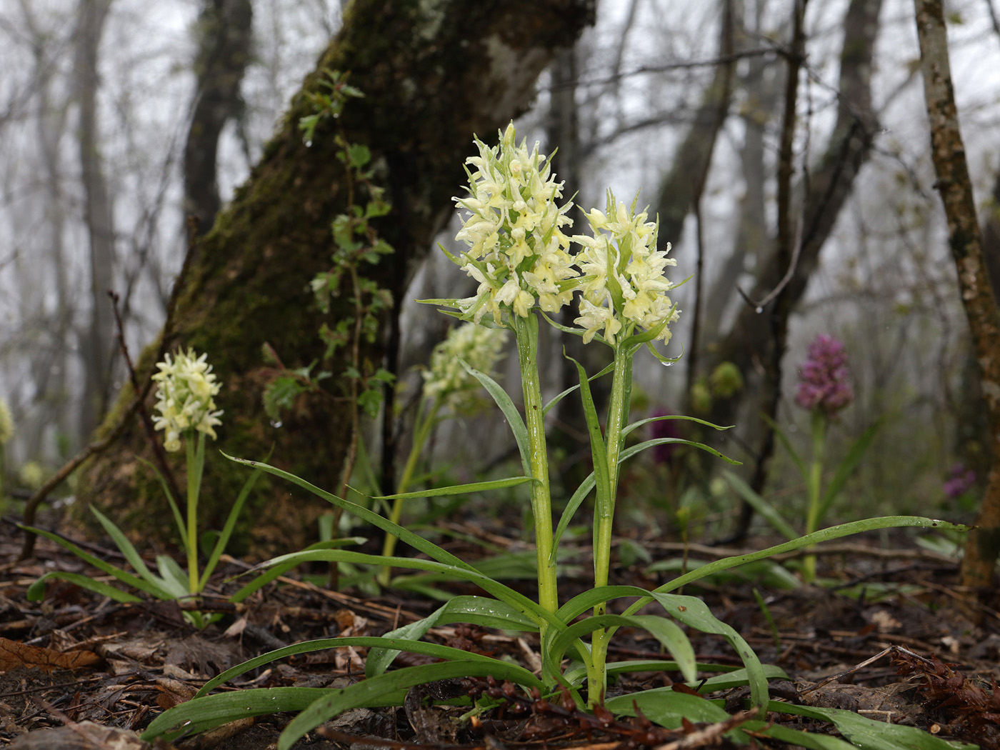 Image of Dactylorhiza romana ssp. georgica specimen.