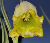 Fritillaria acmopetala. Цветок. Санкт-Петербург, парк Ботанического сада БИН РАН. в культуре. 16.05.2026.