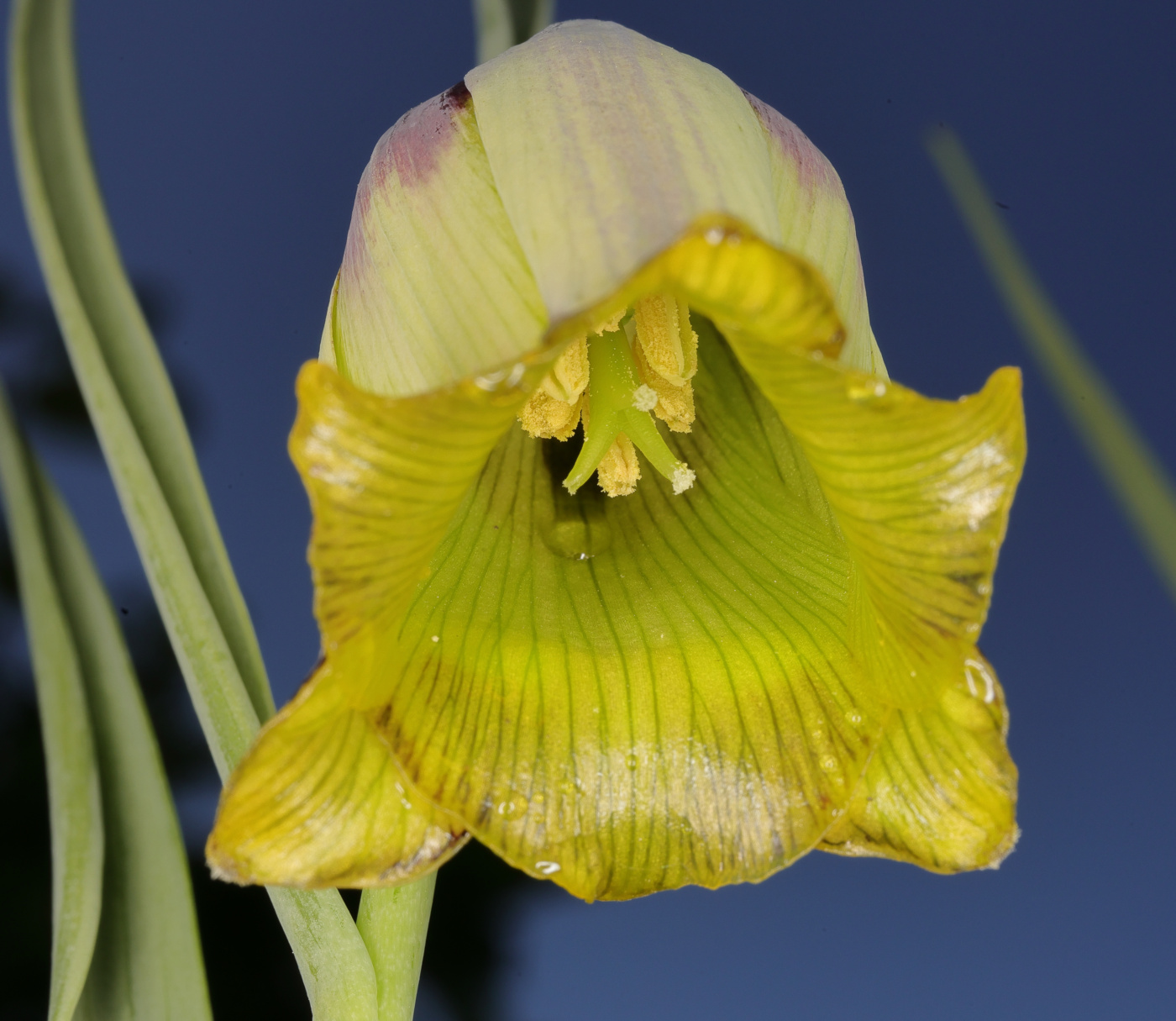 Изображение особи Fritillaria acmopetala.