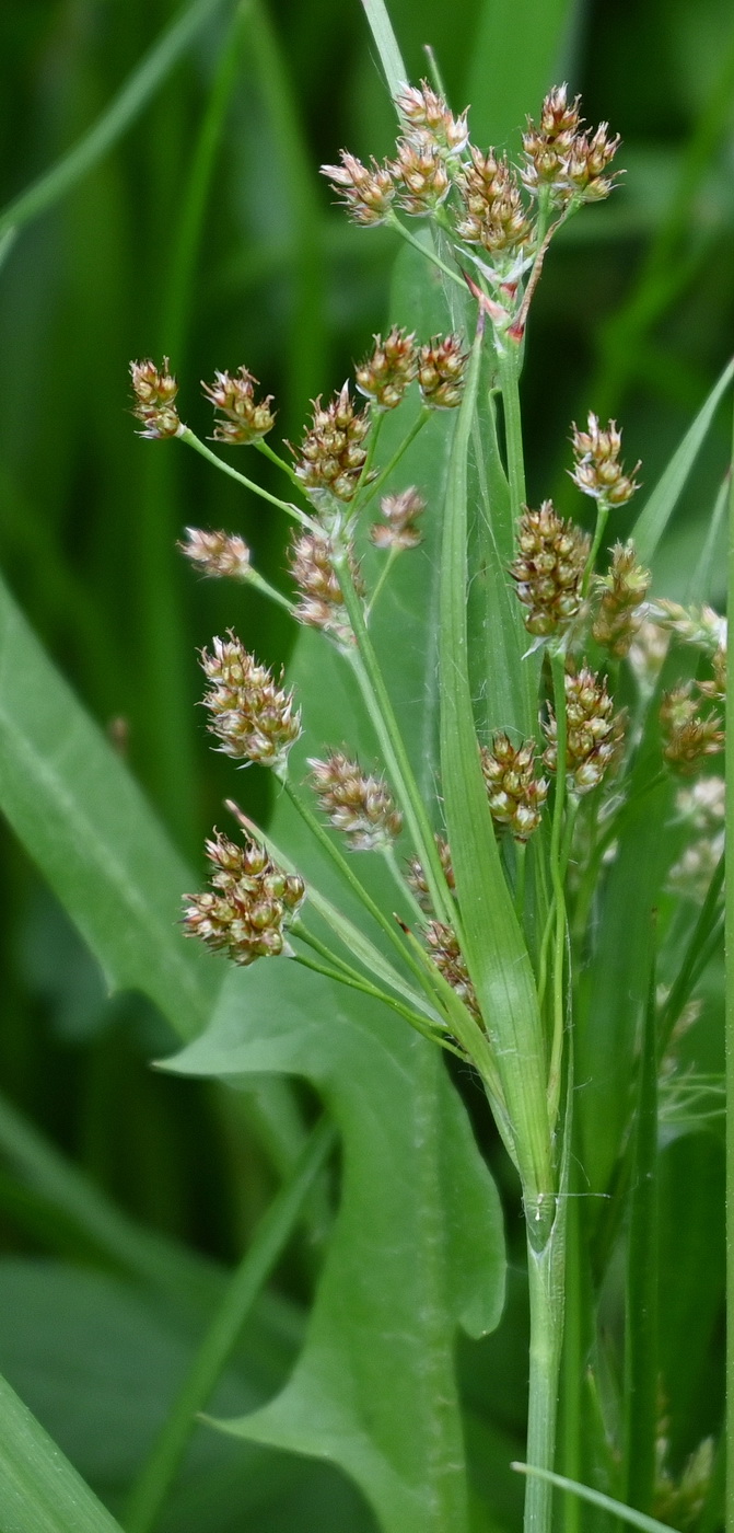 Image of Luzula multiflora specimen.