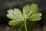 Waldsteinia ternata подвид maximowicziana. Лист (вид на абаксиальную поверхность). Приморский край, г. Владивосток, о. Русский, кампус ДВФУ, остатки широколиственного леса. 14.05.2025.