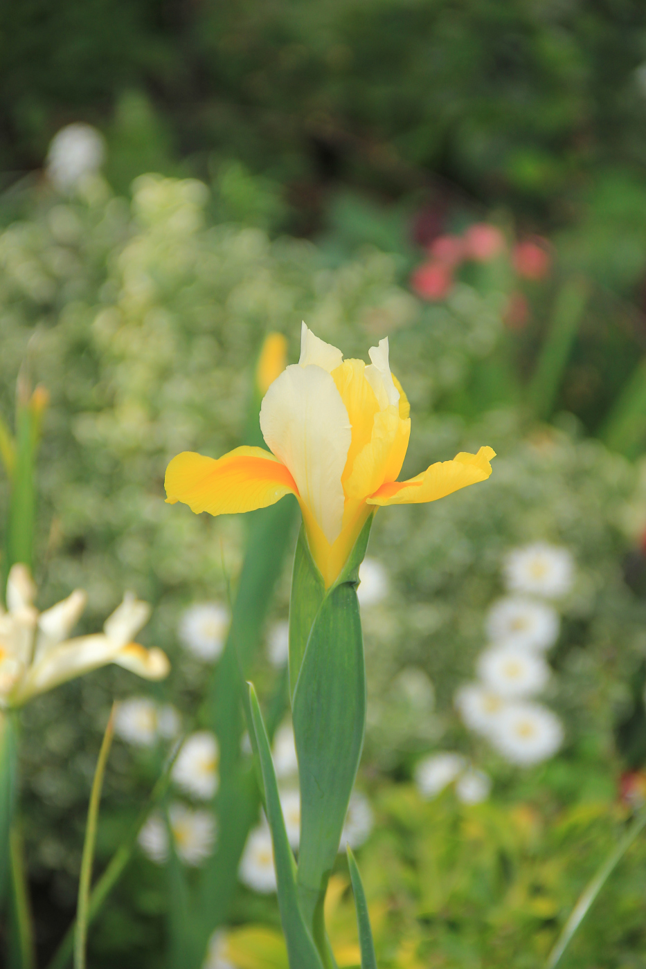 Image of Iris × hollandica specimen.