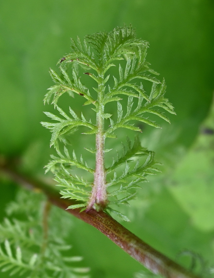 Изображение особи Anthemis tinctoria.