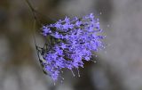 Trachelium caeruleum. Соцветие. Португалия, округ Лиссабон, г. Синтра, на каменной стене. 05.08.2025.