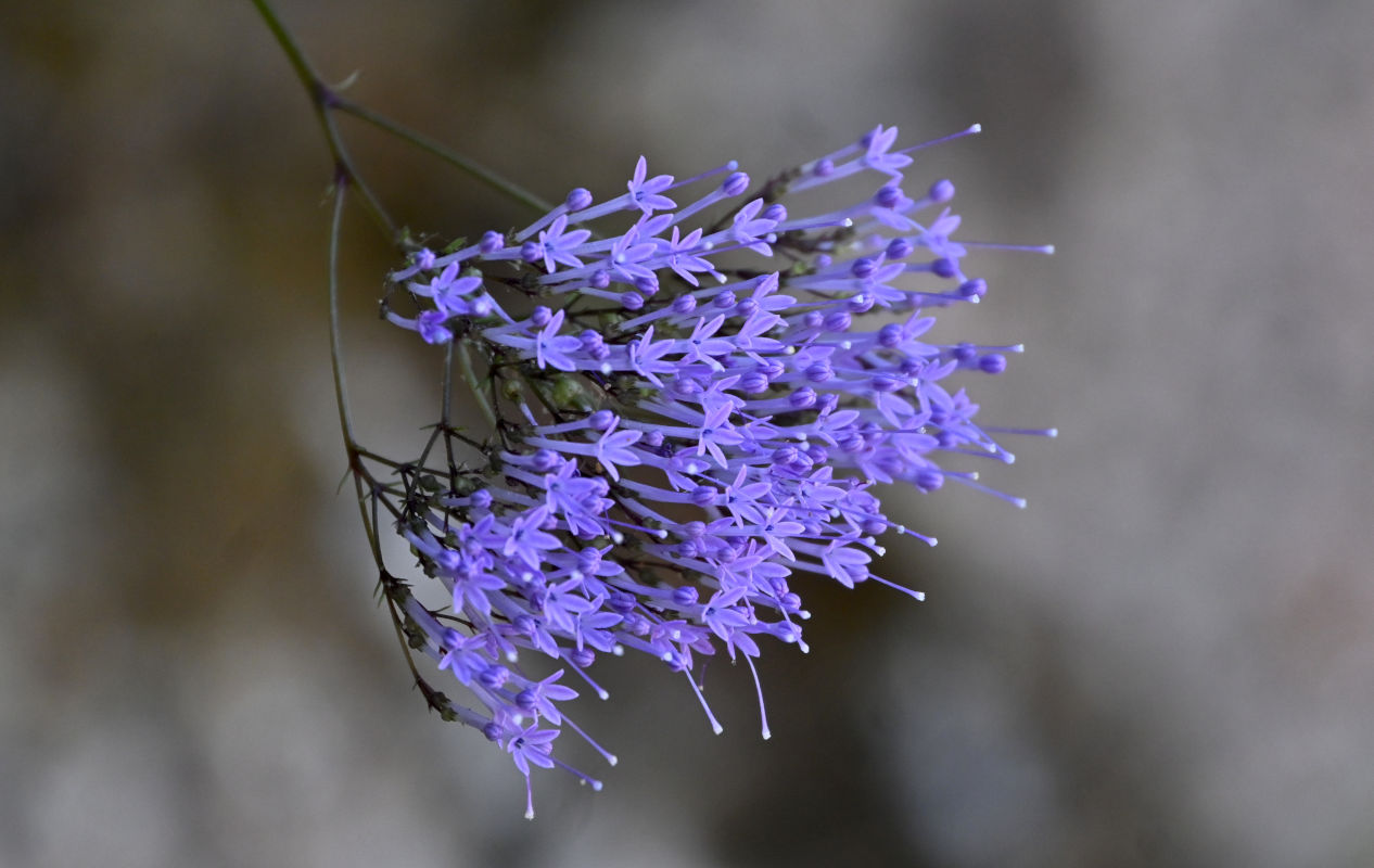 Image of Trachelium caeruleum specimen.