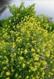 Bunias orientalis. Цветущее растение. Псков, наб. р. Великая, между укрепляющими берег булыжниками. 07.06.2025.
