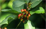 Frangula alnus. Соплодие с незрелыми плодами. Московская обл., Раменский р-н, окр. дер. Хрипань, садовый участок. 04.07.2026.