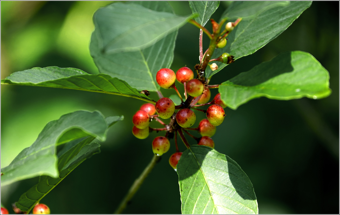 Изображение особи Frangula alnus.