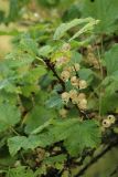 Ribes rubrum. Веточка с соплодием со зрелыми плодами в каплях дождя. Беларусь, Витебская обл., пос. Езерище, сад. 11.07.2026.