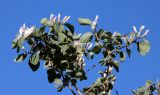Lonicera nummulariifolia. Цветущее растение. Узбекистан, Джизакская обл., хр. Нуратау, гора Койташ, басс. р. Нарвансая, верховья Нарвансая, окр. урочища Саритал., ок. 1340 м н.у.м. 14.05.2025.