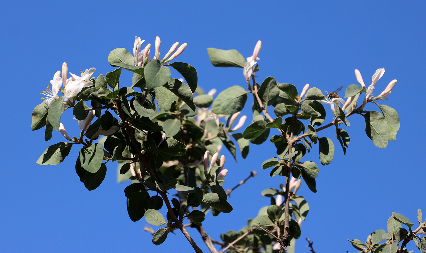 Изображение особи Lonicera nummulariifolia.
