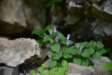 familia Lamiaceae