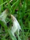 Eriophorum komarovii. Соплодие. Хабаровский край, г. Комсомольск-на-Амуре, ООПТ \"Кедрово-тисовая роща\", на лыжной трассе. 02.07.2026.