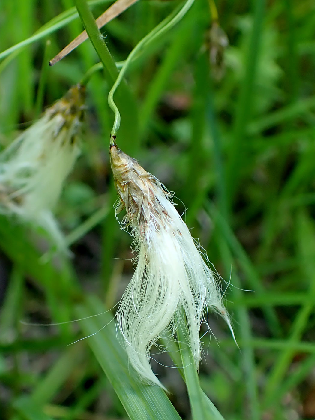 Image of Eriophorum komarovii specimen.