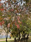 Viburnum lentago. Осенняя окраска листьев. 12 учебный корпус РГАУ-МСХА имени К.А. Тимирязева. 09.10.2026.