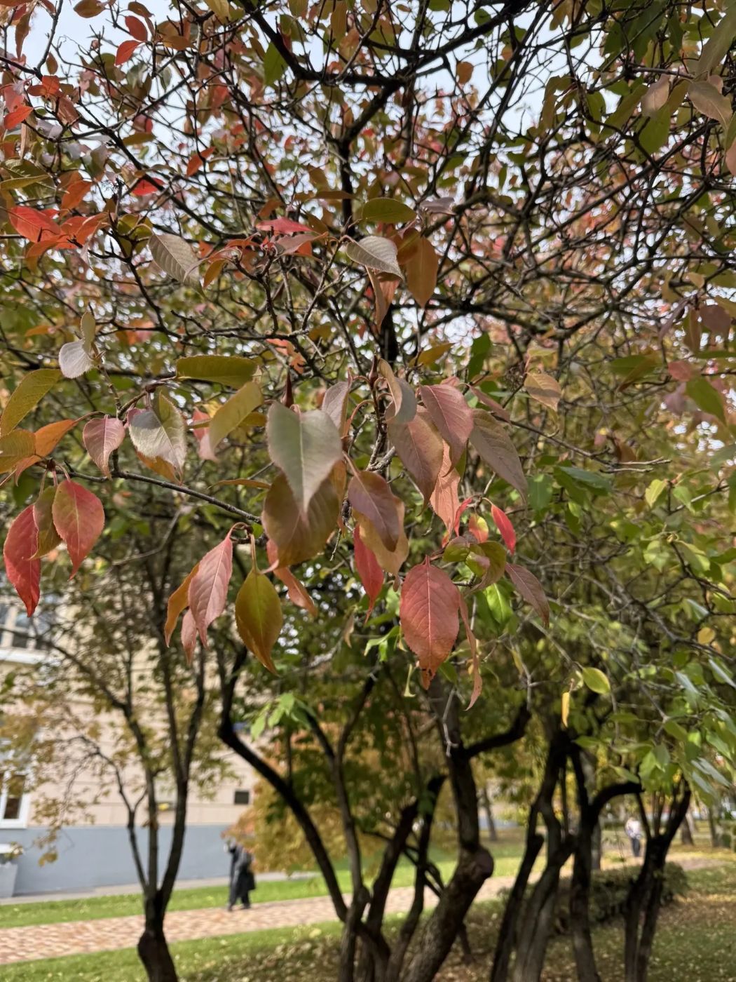 Изображение особи Viburnum lentago.